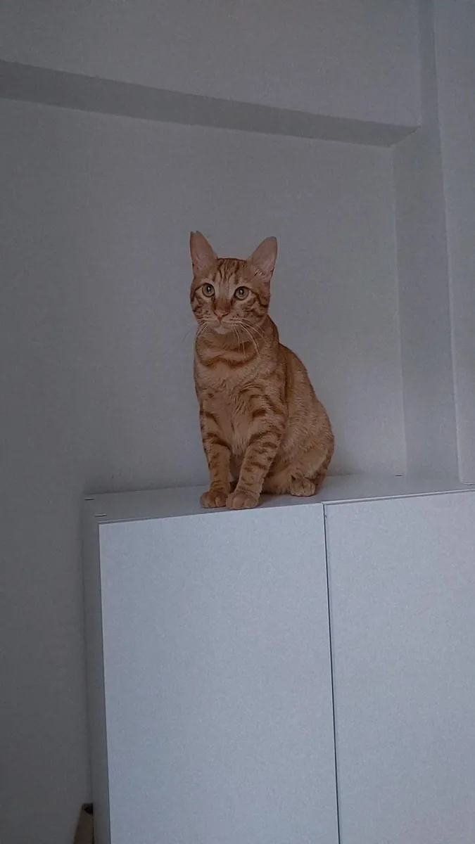一只友善、好奇、温顺的虎斑猫。我们正在为小巴尔寻找一个永远的家，后续会有相关规定🐾