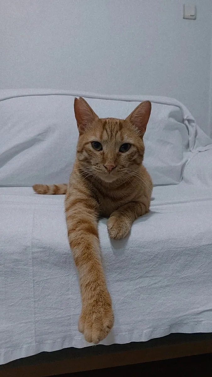一只友善、好奇、温顺的虎斑猫。我们正在为小巴尔寻找一个永远的家，后续会有相关规定🐾