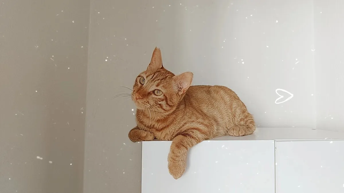 一只友善、好奇、温顺的虎斑猫。我们正在为小巴尔寻找一个永远的家，后续会有相关规定🐾