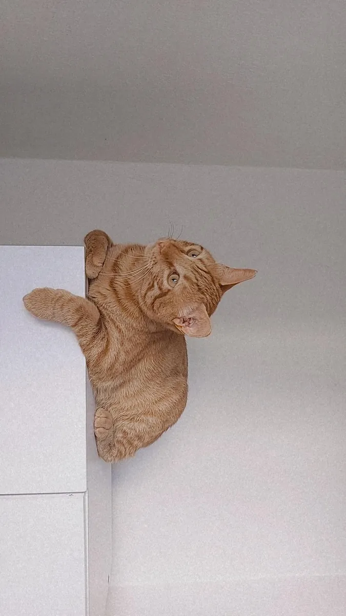 一只友善、好奇、温顺的虎斑猫。我们正在为小巴尔寻找一个永远的家，后续会有相关规定🐾