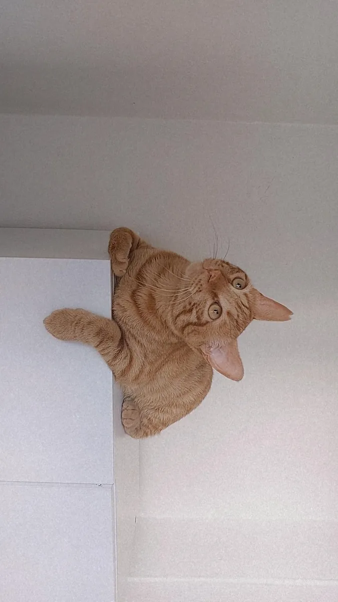 一只友善、好奇、温顺的虎斑猫。我们正在为小巴尔寻找一个永远的家，后续会有相关规定🐾