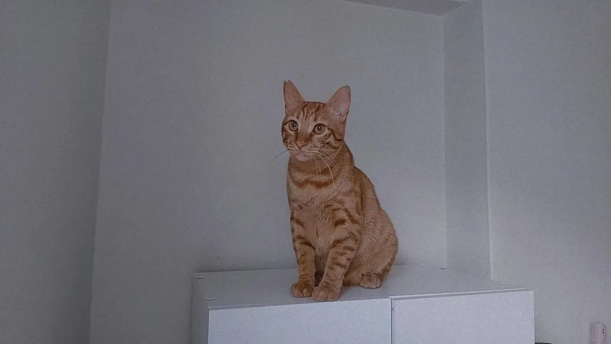 一只友善、好奇、温顺的虎斑猫。我们正在为小巴尔寻找一个永远的家，后续会有相关规定🐾