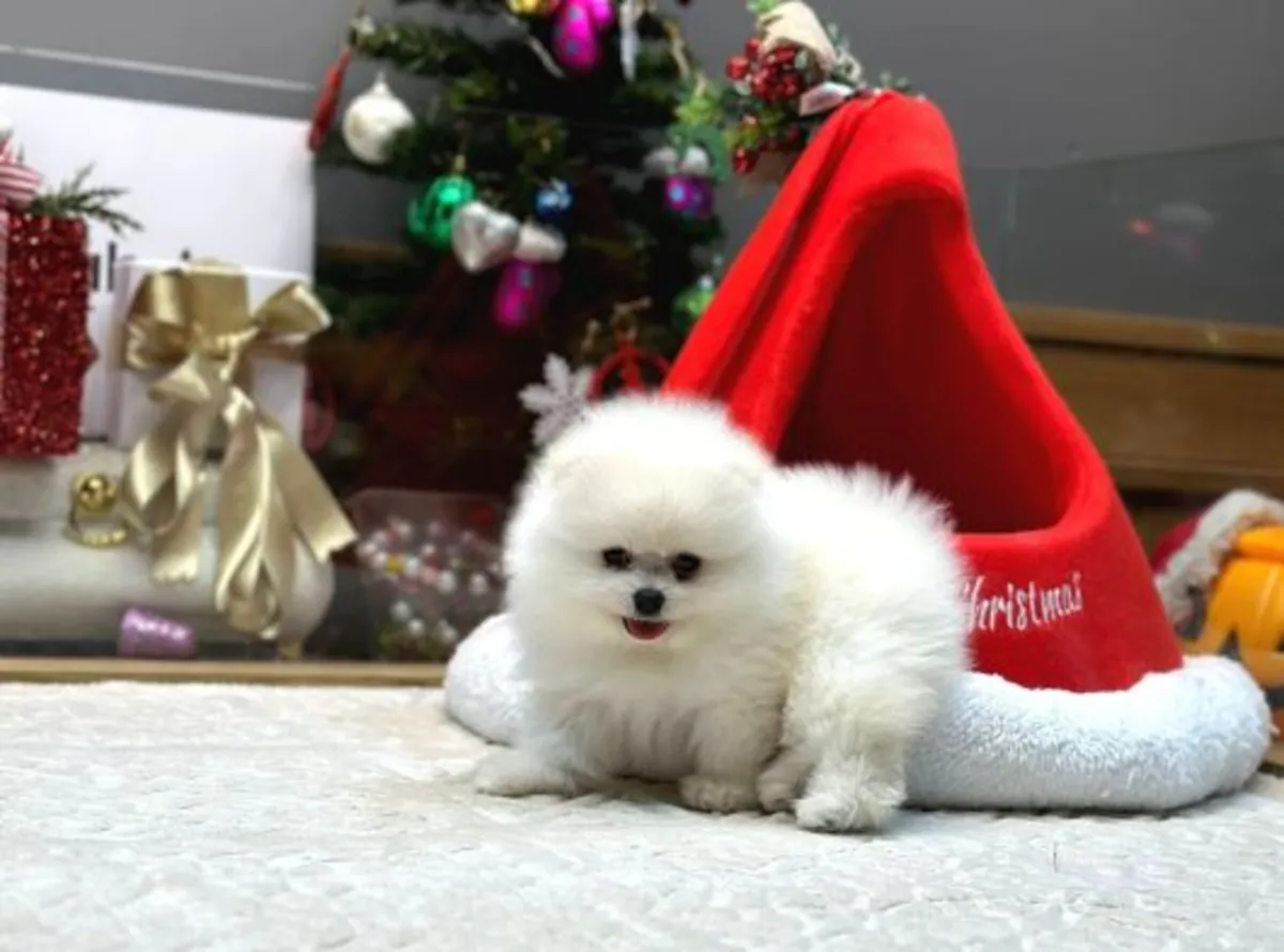 Ev ortamında büyütülmüş, mükemmel mizaçlı erkek Pomeranya yavrusu.