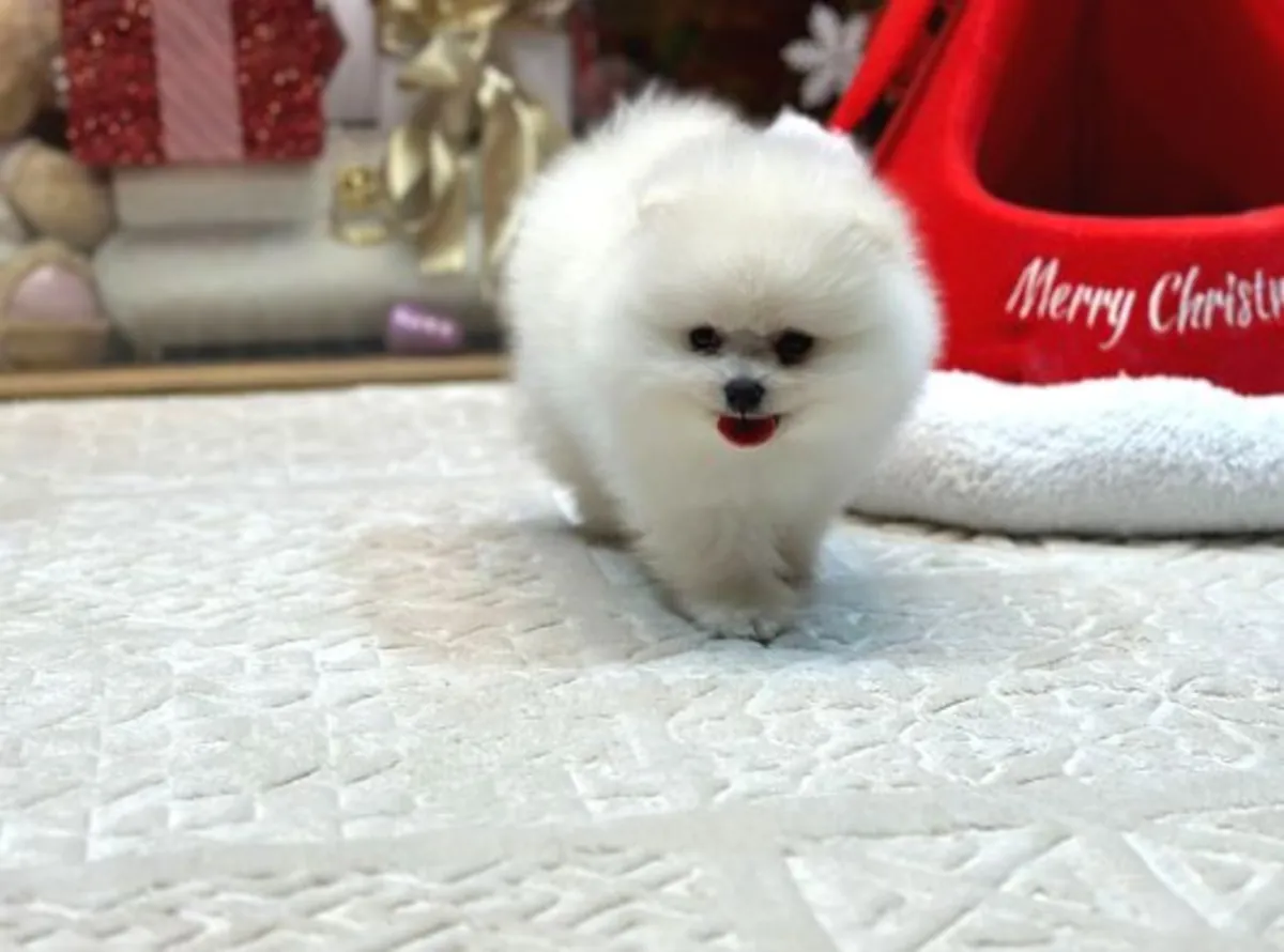 Ev ortamında büyütülmüş, mükemmel mizaçlı erkek Pomeranya yavrusu.