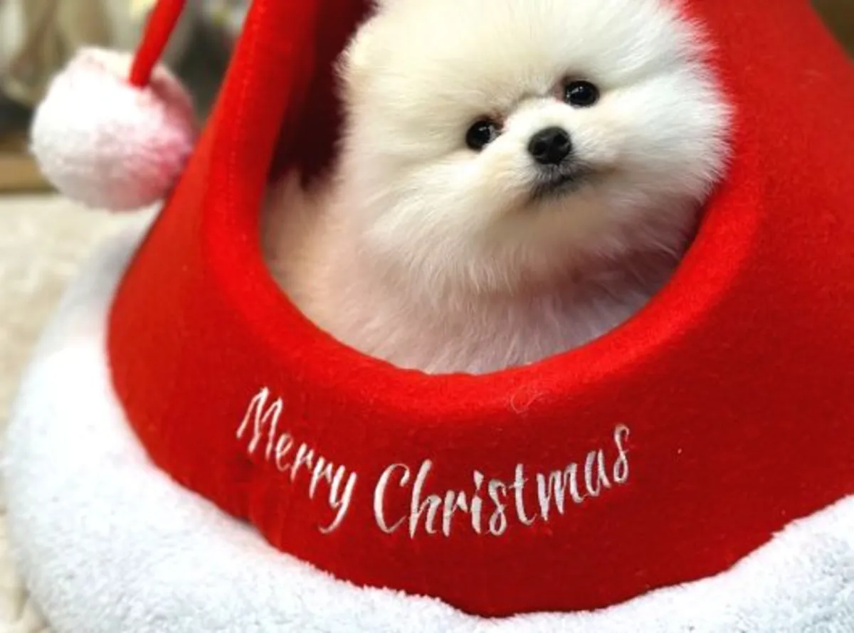 Ev ortamında büyütülmüş, mükemmel mizaçlı erkek Pomeranya yavrusu.