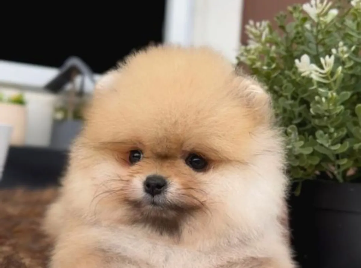 Sakin mizaçlı ve güçlü bağ kurma yeteneğine sahip dişi Pomeranian yavrusu.