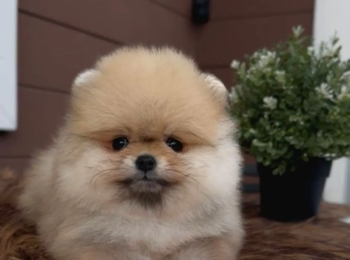 Sakin mizaçlı ve güçlü bağ kurma yeteneğine sahip dişi Pomeranian yavrusu.