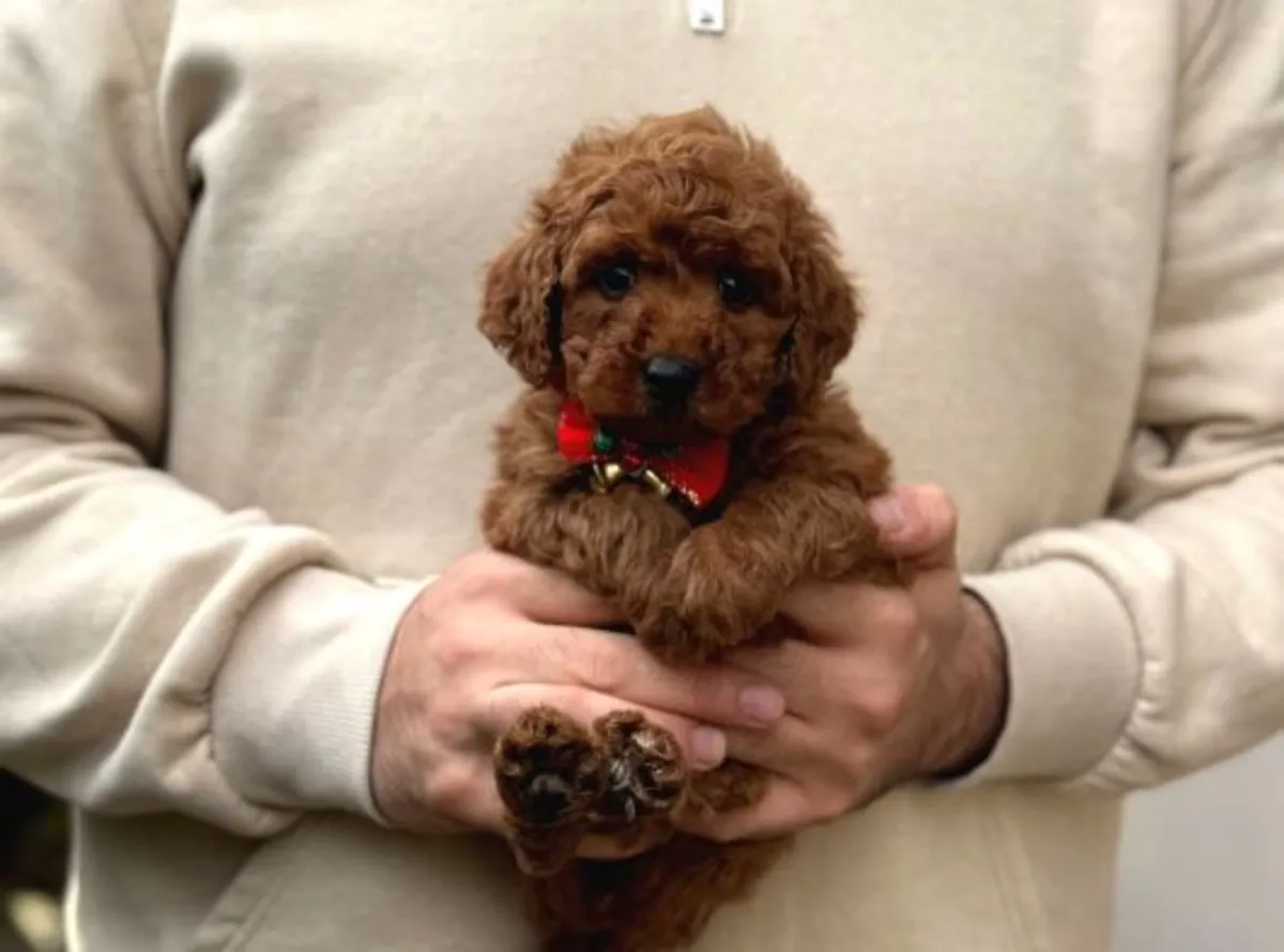 Zeki ve ev ortamında özenle büyütülmüş erkek kaniş yavrusu.