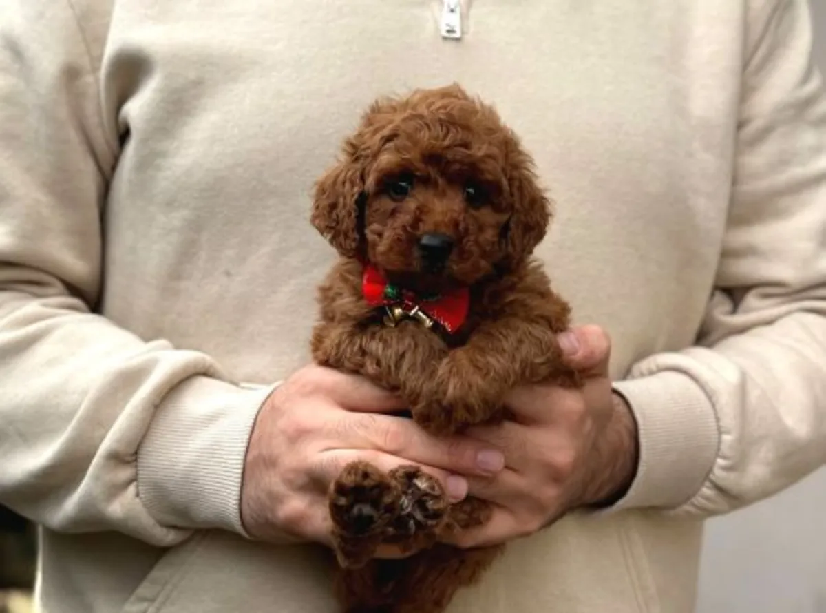 Zeki ve ev ortamında özenle büyütülmüş erkek kaniş yavrusu.