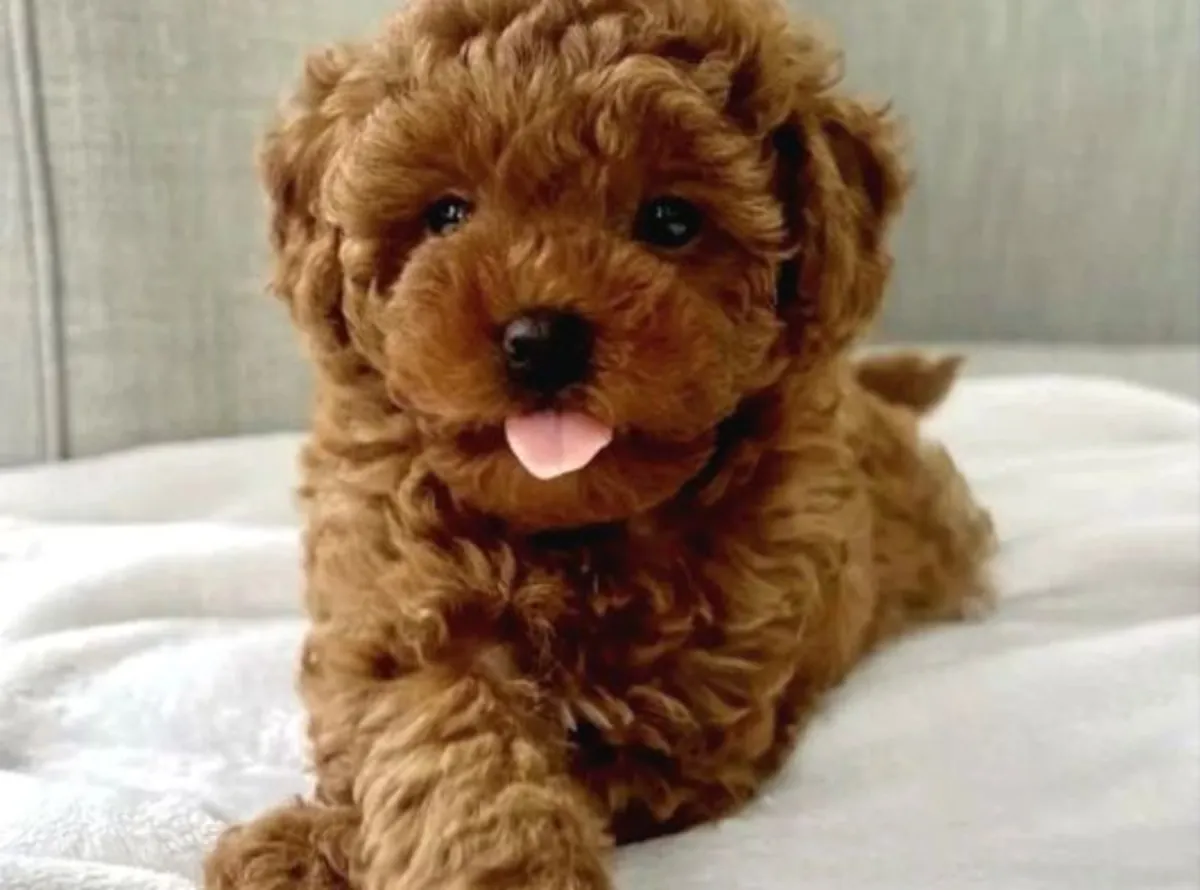 Uysal kişiliğe sahip, ev ortamında büyütülmüş dişi Poodle yavrusu.