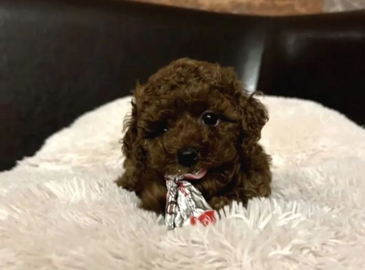 Uysal kişiliğe sahip, ev ortamında büyütülmüş dişi Poodle yavrusu.