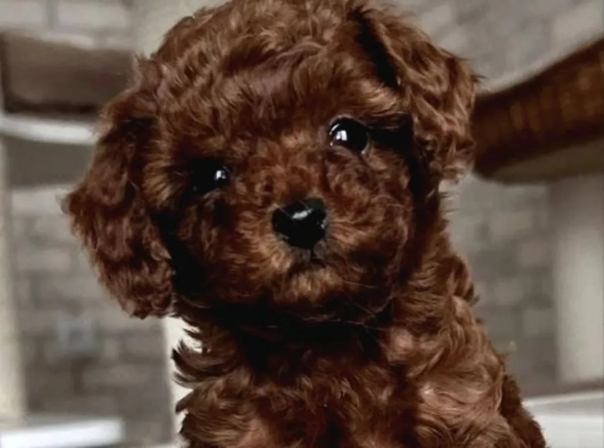 Uysal kişiliğe sahip, ev ortamında büyütülmüş dişi Poodle yavrusu.