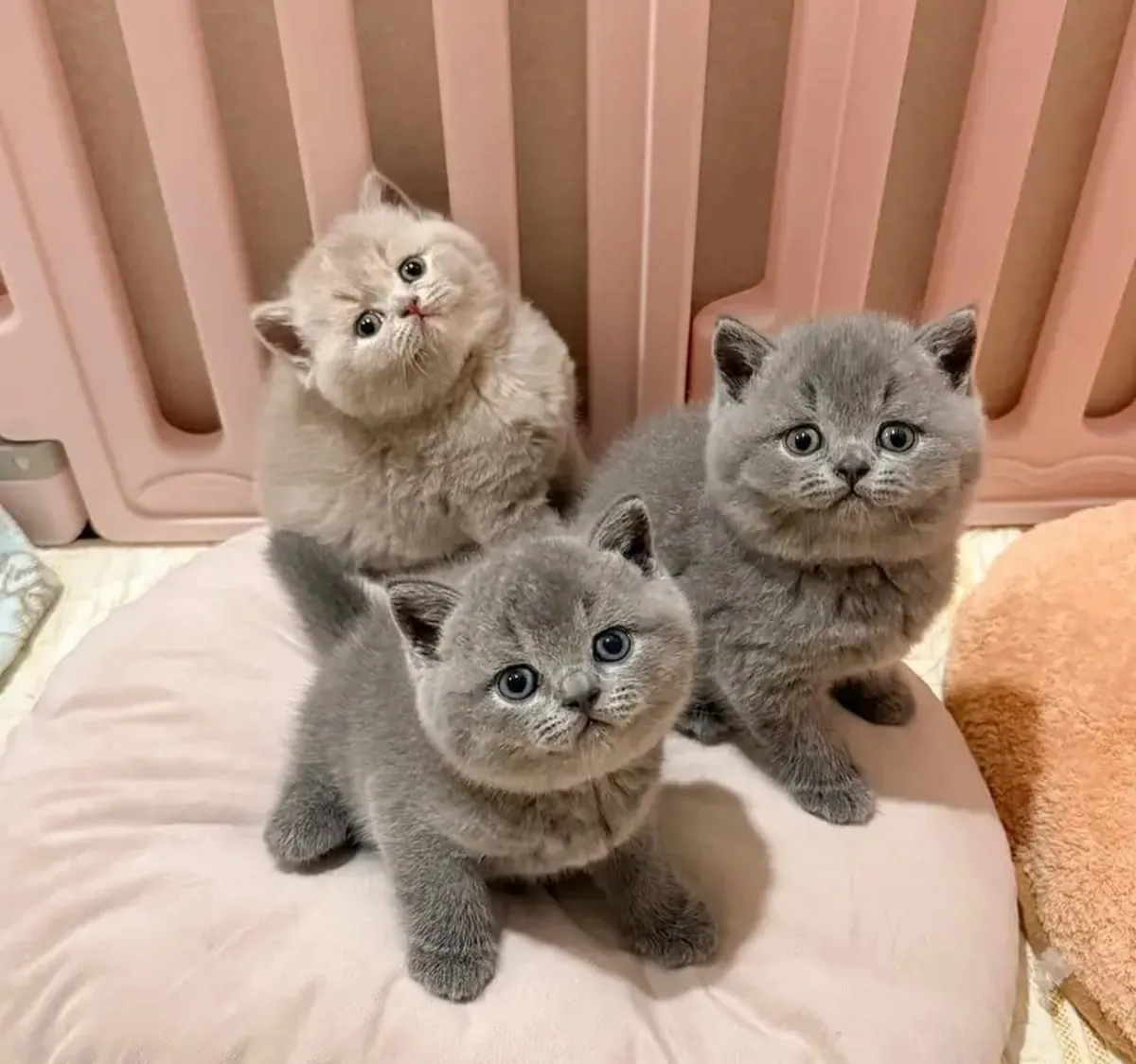 perfectly litter-trained