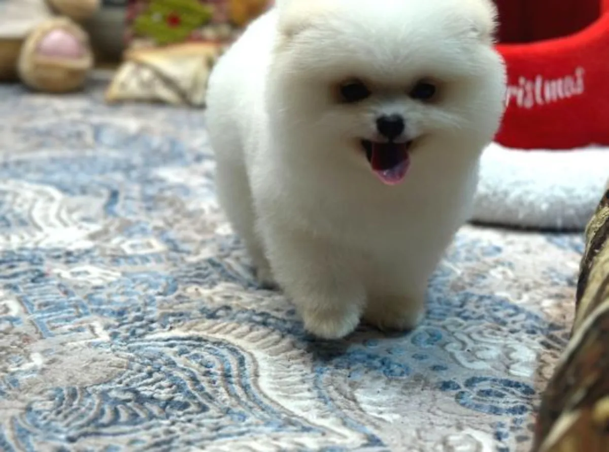 Pomeranian male puppy raised in a quiet home environment