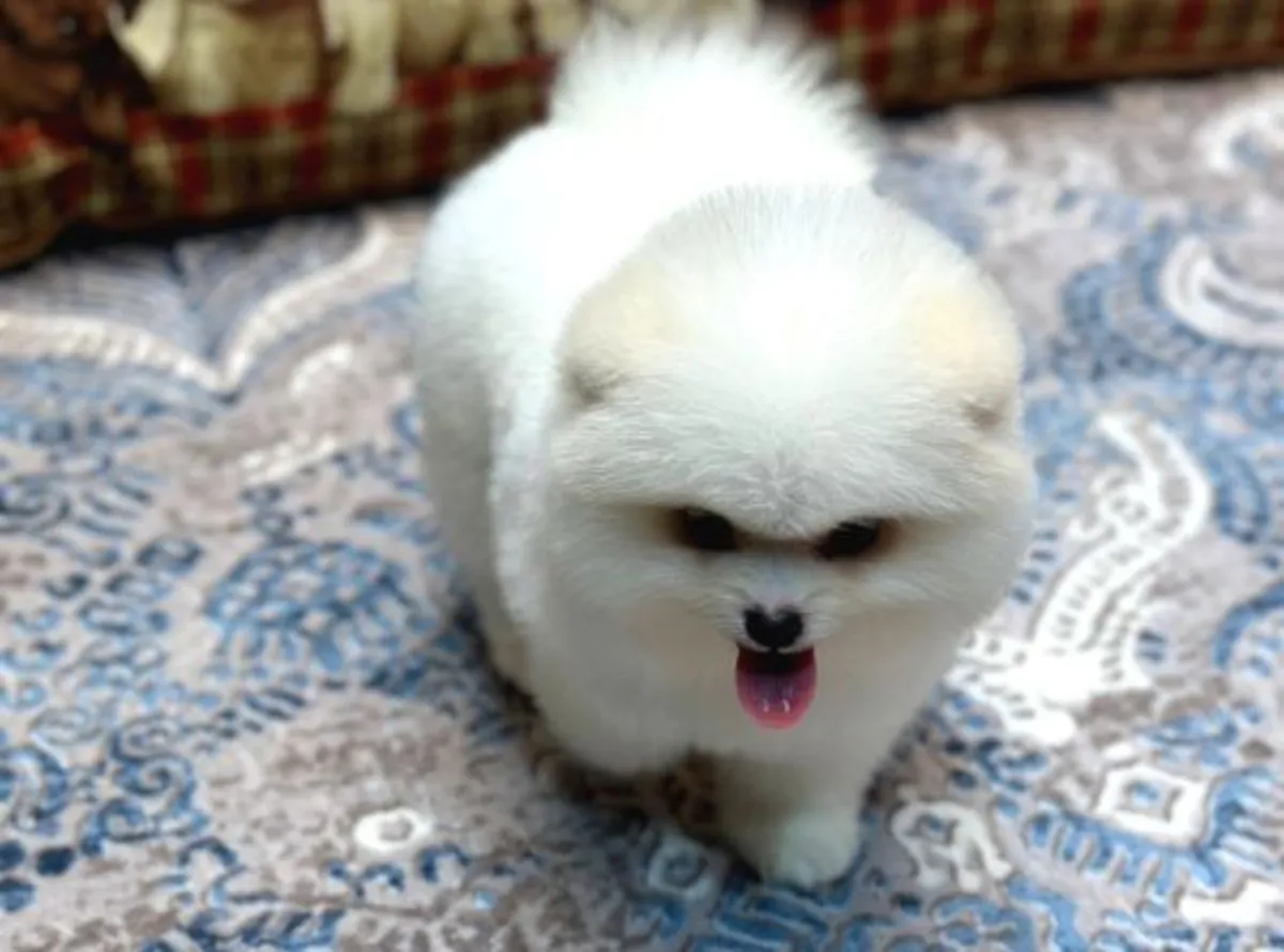 Pomeranian male puppy raised in a quiet home environment