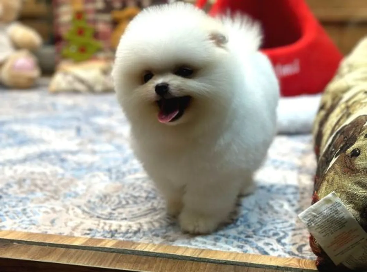 Pomeranian male puppy raised in a quiet home environment