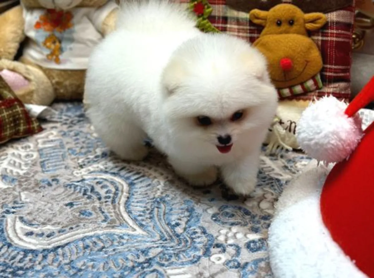 Pomeranian male puppy raised in a quiet home environment