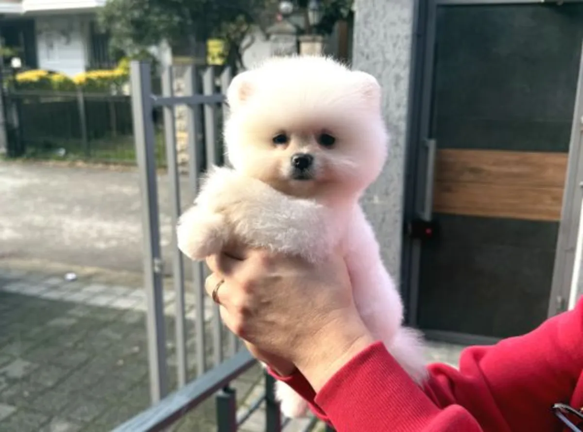 Pomeranian female puppy with gentle and affectionate nature