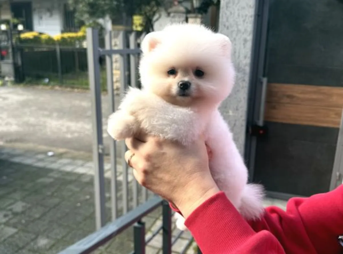 Pomeranian female puppy with gentle and affectionate nature