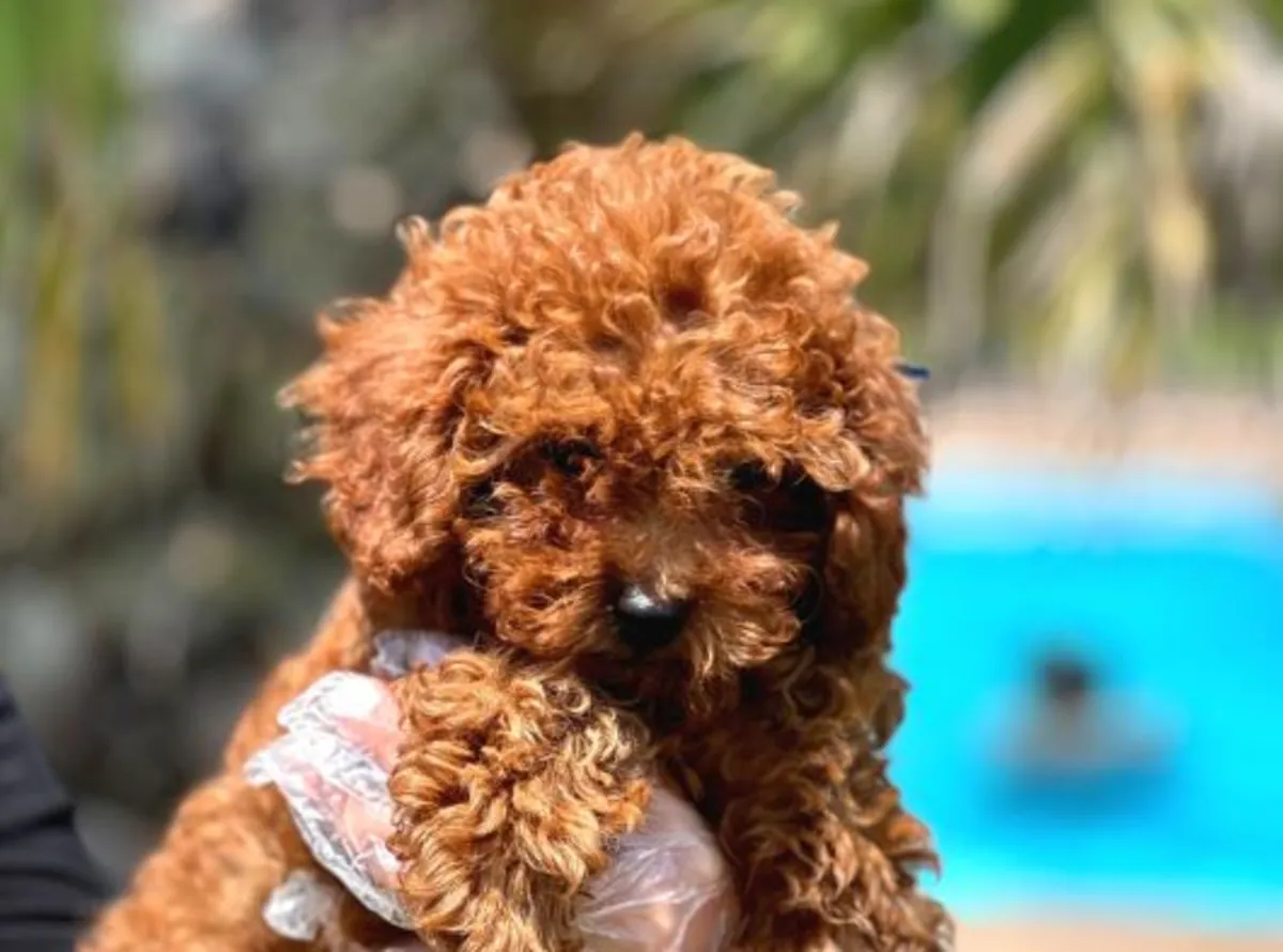 Poodle male puppy with strong focus and high intelligence