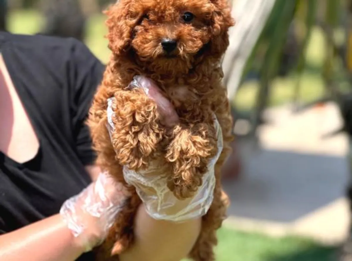 Poodle male puppy with strong focus and high intelligence