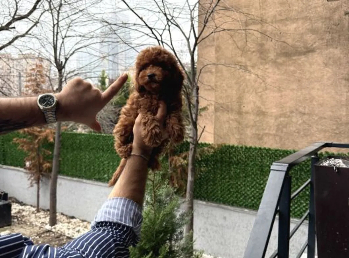 Poodle female puppy, calm character and home raised