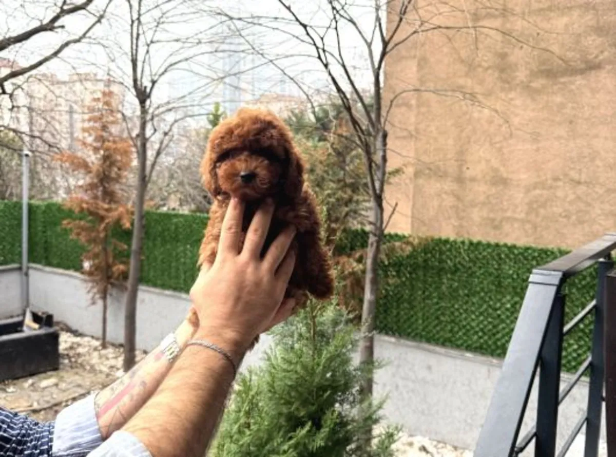 Poodle female puppy, calm character and home raised