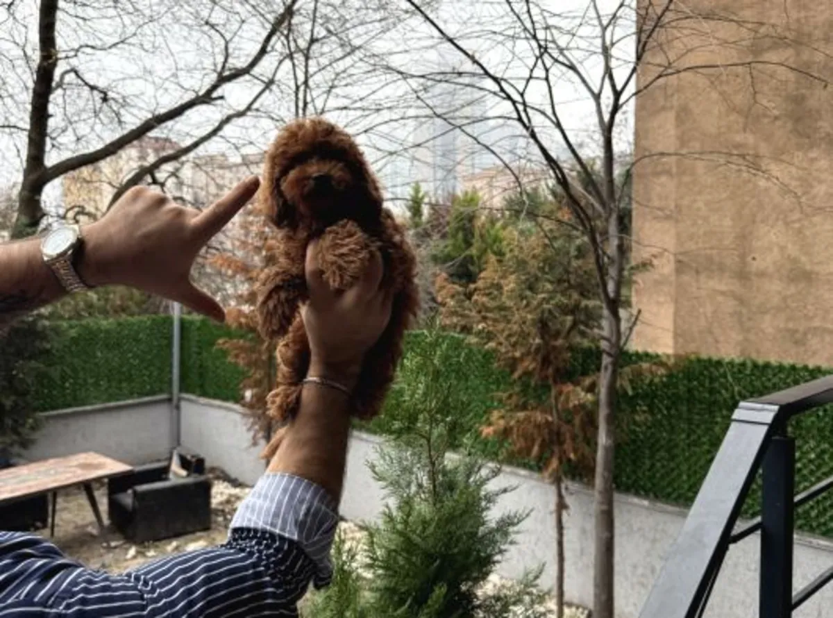 Poodle female puppy, calm character and home raised