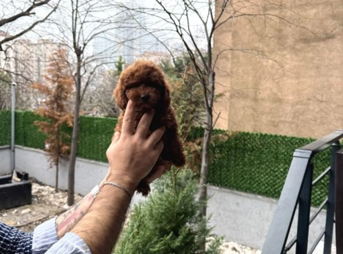 Poodle female puppy, calm character and home raised