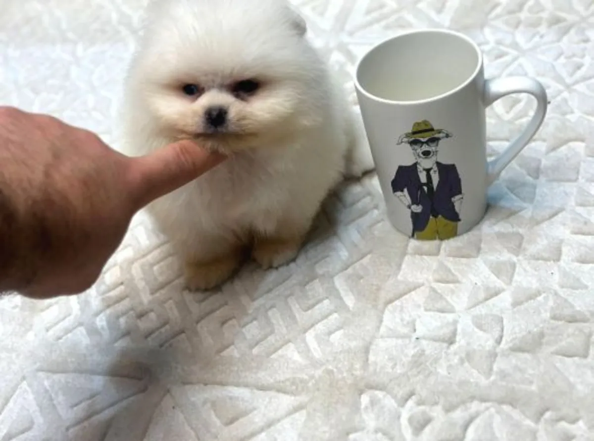 Chiot Pomeranian mâle élevé à la maison, caractère équilibré