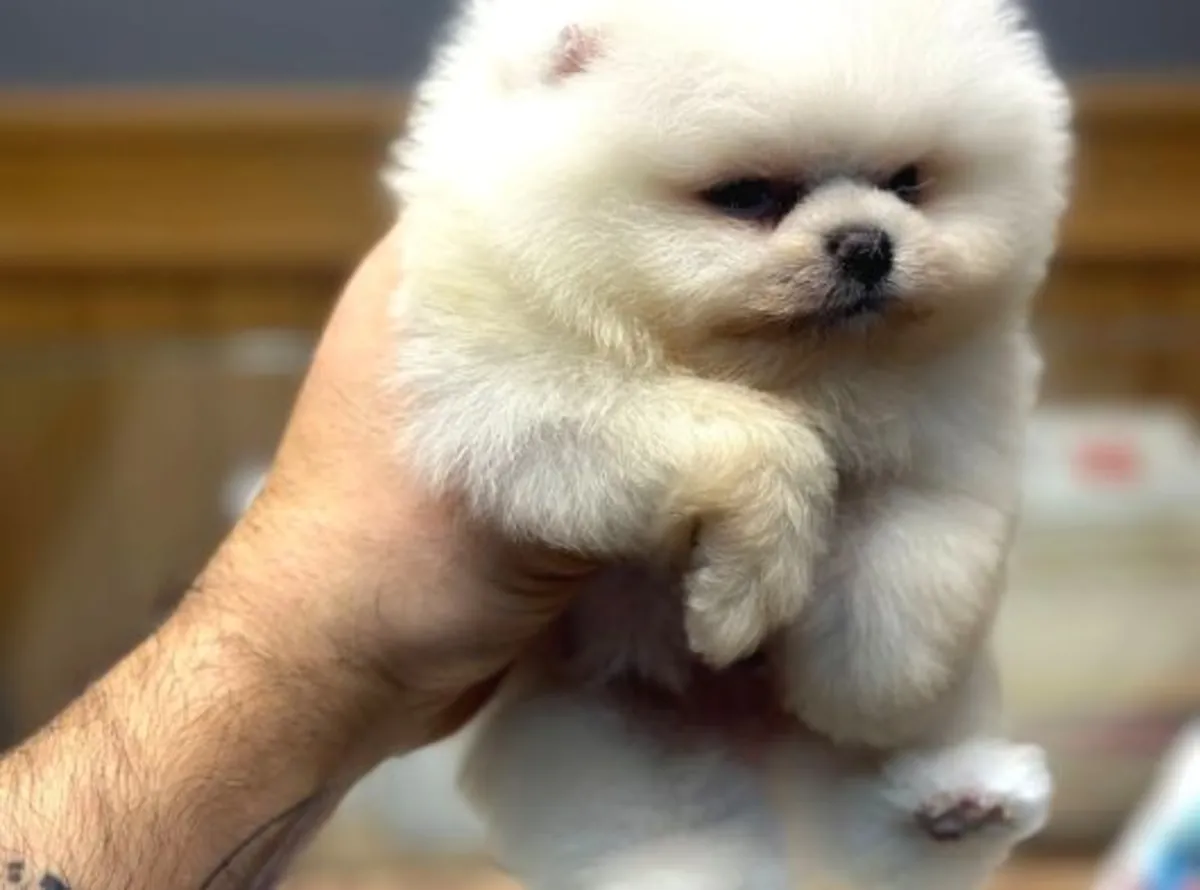 Chiot Pomeranian mâle élevé à la maison, caractère équilibré
