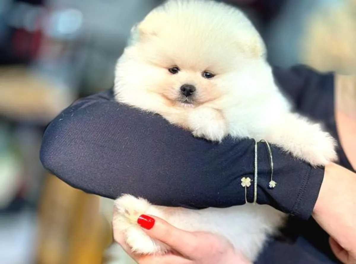 Chiot Pomeranian femelle douce et affectueuse, vie en intérieur