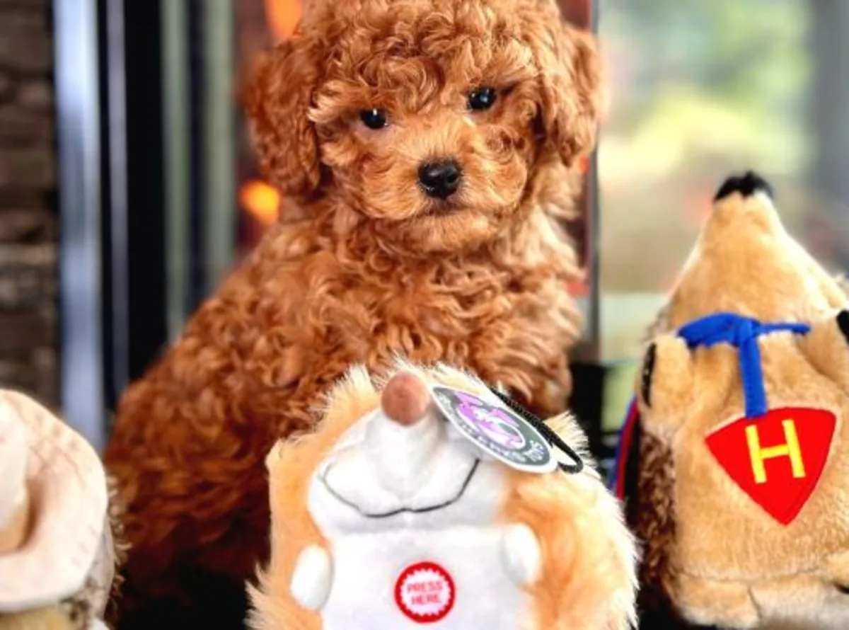 Chiot Caniche mâle intelligent, élevé avec attention