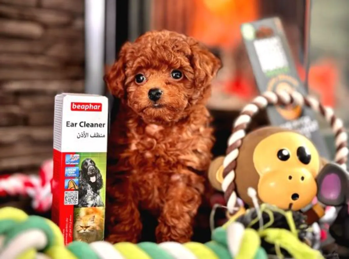 Chiot Caniche mâle intelligent, élevé avec attention