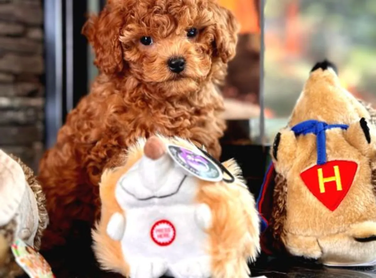 Chiot Caniche mâle intelligent, élevé avec attention