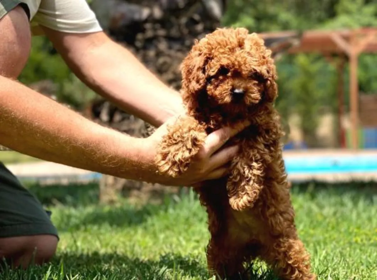Chiot Caniche femelle au tempérament calme, élevée en famille
