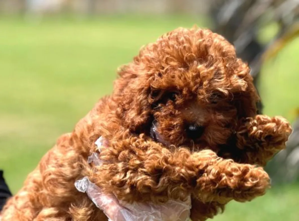 Chiot Caniche femelle au tempérament calme, élevée en famille
