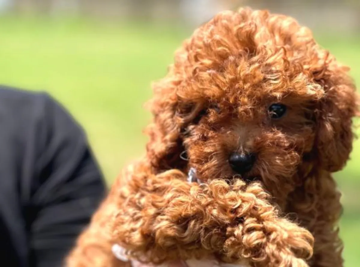 Chiot Caniche femelle au tempérament calme, élevée en famille