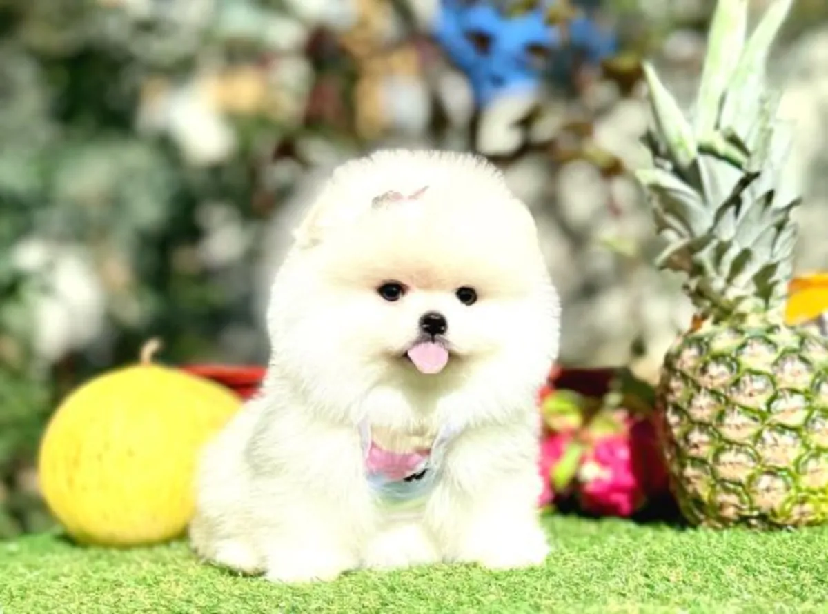 Cachorro Pomeranian macho criado en casa, carácter equilibrado