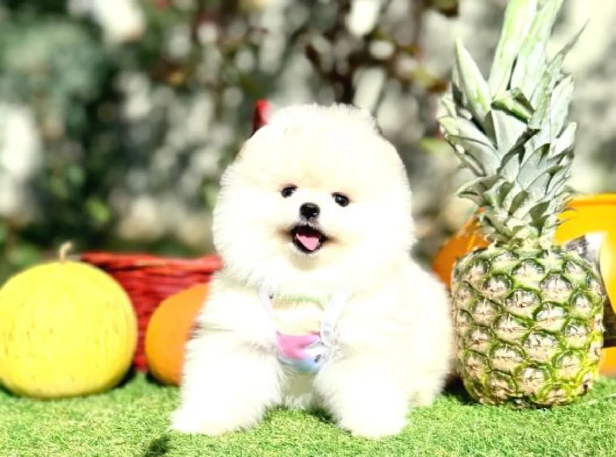 Cachorro Pomeranian macho criado en casa, carácter equilibrado