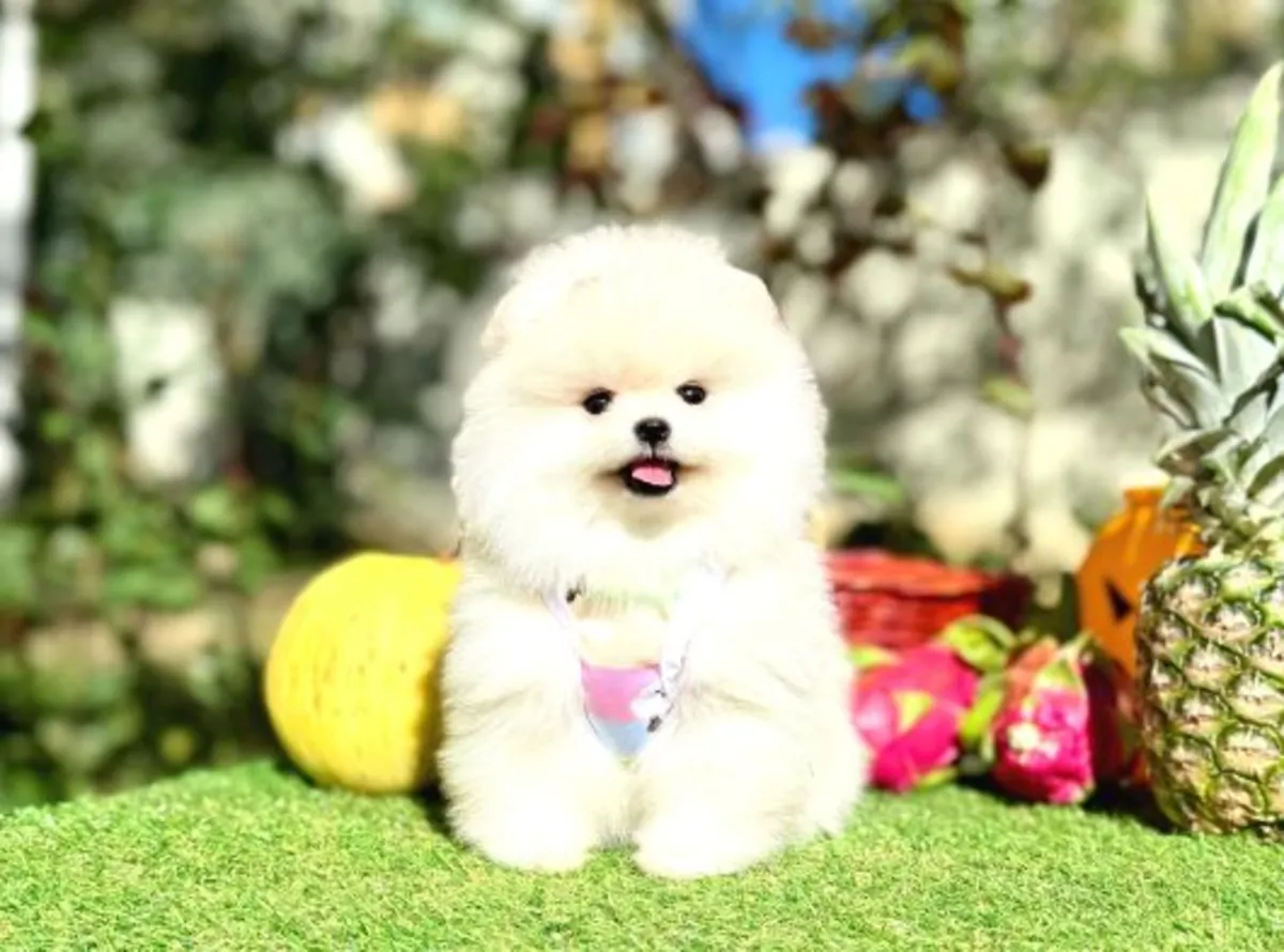 Cachorro Pomeranian macho criado en casa, carácter equilibrado