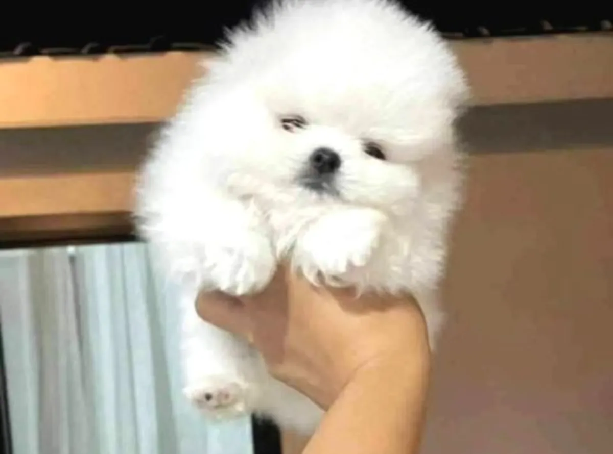 Cachorra Pomeranian hembra tranquila y muy apegada a las personas
