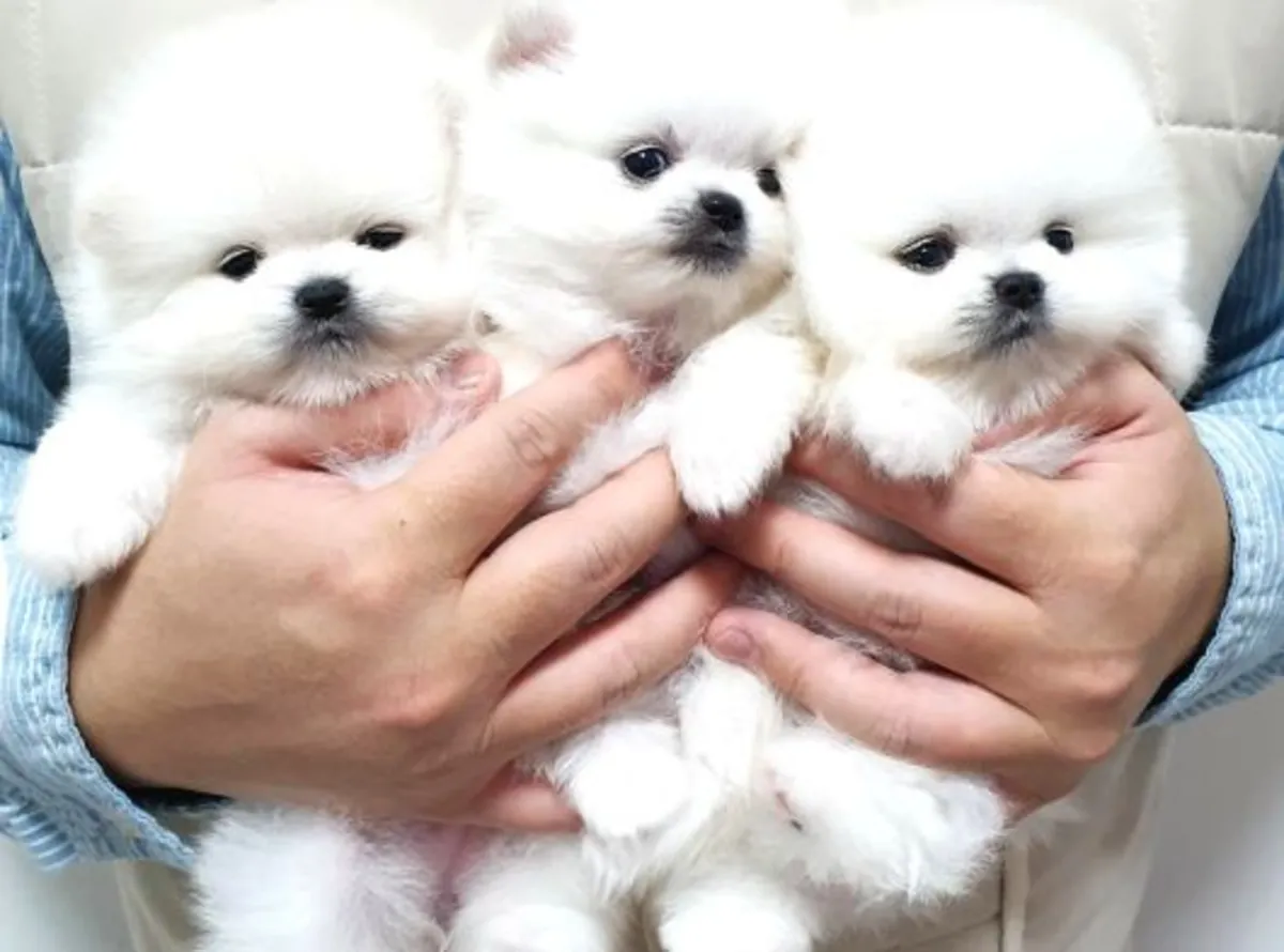 Cachorra Pomeranian hembra tranquila y muy apegada a las personas