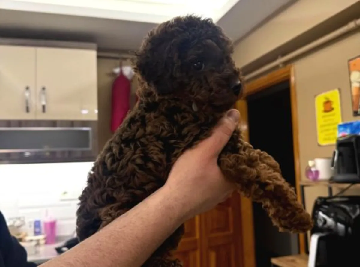 Cachorro Poodle macho inteligente, criado con rutinas estables