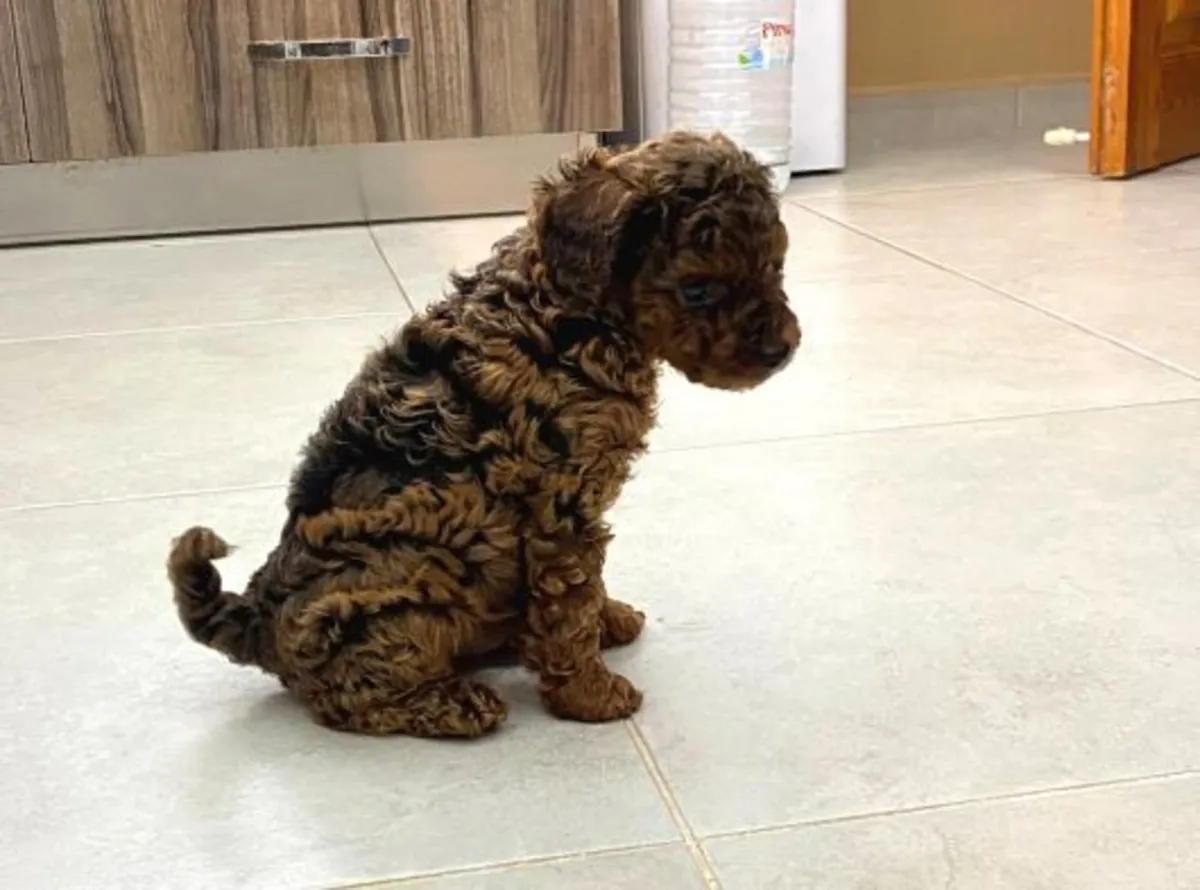 Cachorro Poodle macho inteligente, criado con rutinas estables