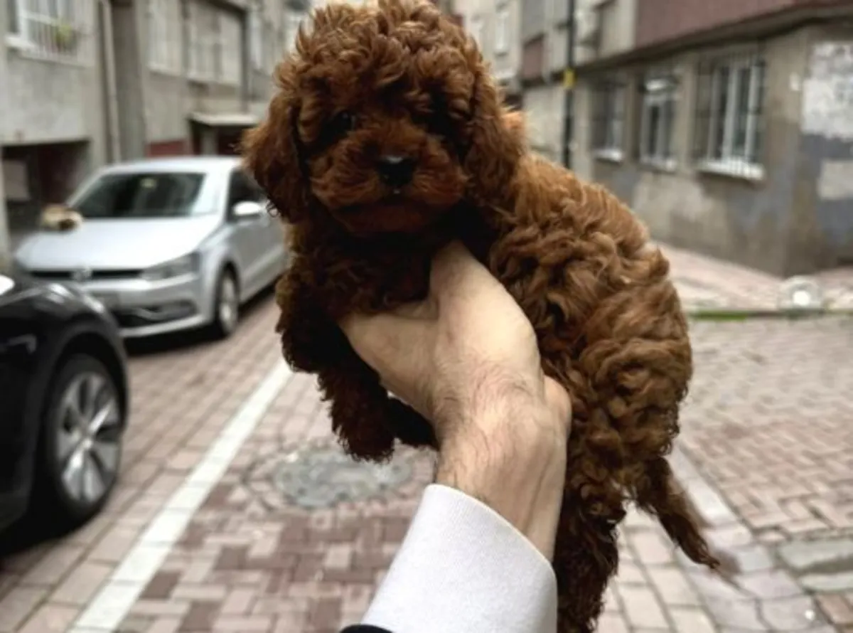 Cachorra Poodle hembra de carácter suave, criada en familia