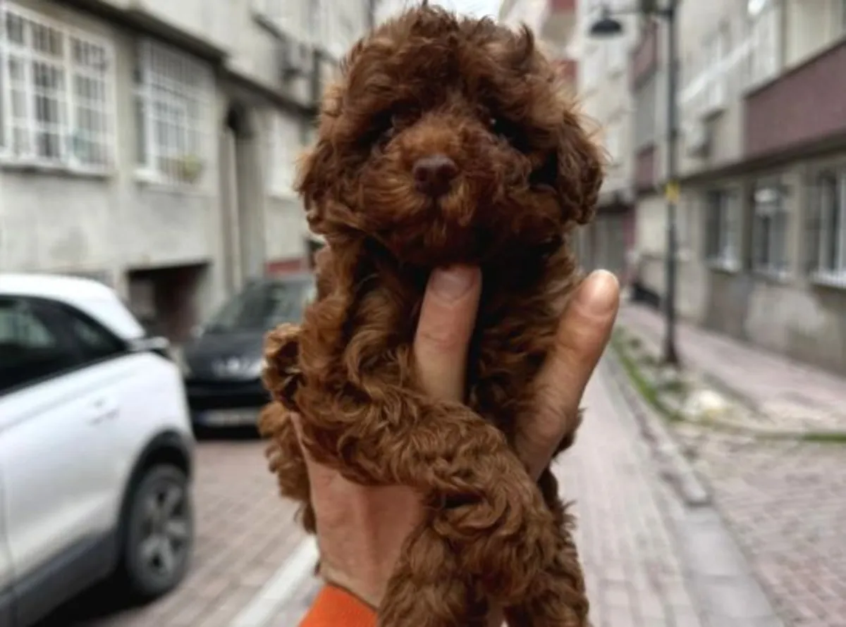 Cachorra Poodle hembra de carácter suave, criada en familia