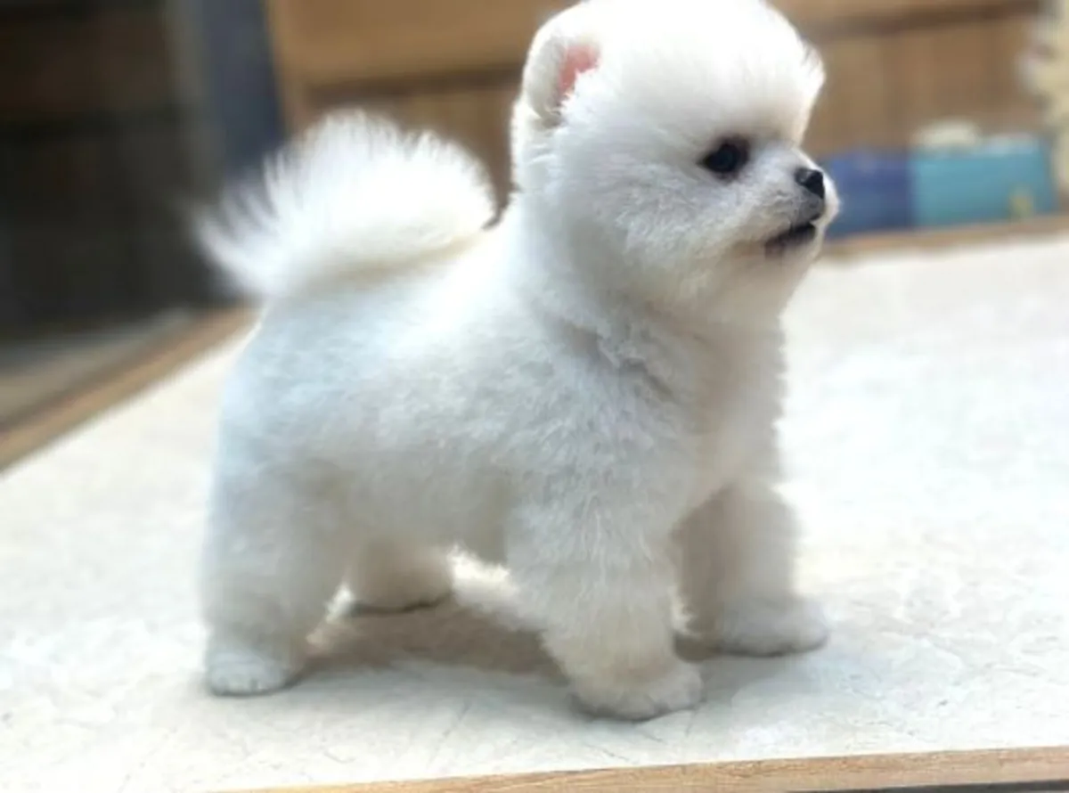 Щенок померанского шпица, кобель, выращен в домашней обстановке