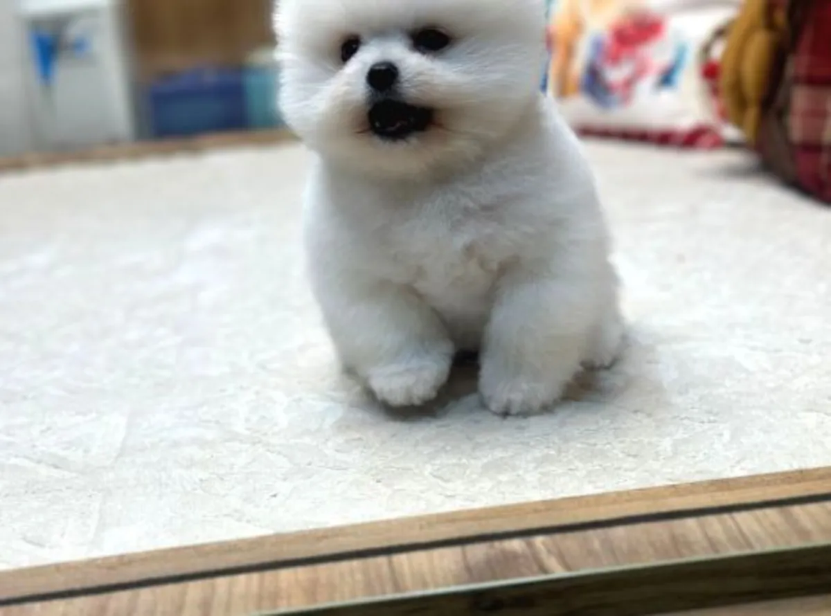 Щенок померанского шпица, кобель, выращен в домашней обстановке