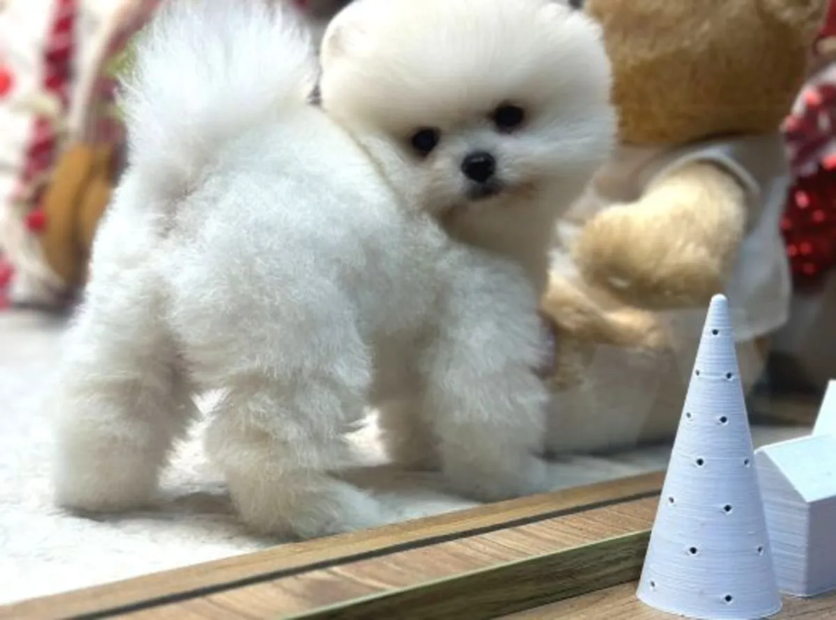 Щенок померанского шпица, кобель, выращен в домашней обстановке